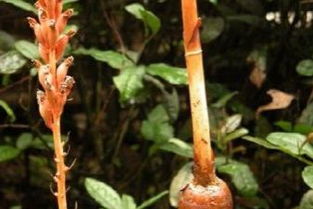 野天麻多少錢一斤