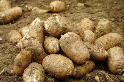 一味中藥三道方