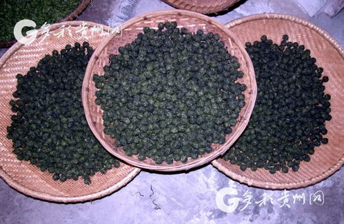 多彩貴州網(wǎng) 小小銀球茶 帶動雷山縣農(nóng)民脫貧致富