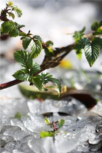 挖天麻的女人,生怕弄傷了那個(gè)雄壯的活物
