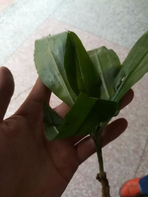 誠心請教各位大神鑒定是不是野生天麻